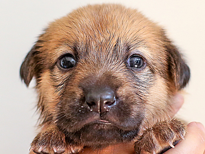 chinook puppy